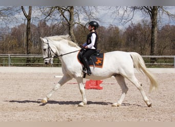 Reitunterricht für Erwachsen, Kinder und Jugendliche