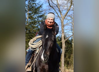 Reitunterricht, Natural Horsemanship, Verladetraining etc.