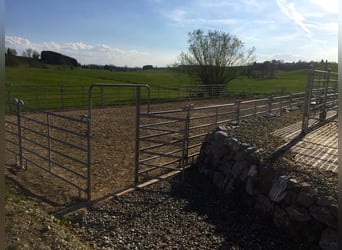 Reitunterricht WESTERN auf meinem eigenen Pferd für Anfänger und Wiedereinsteiger