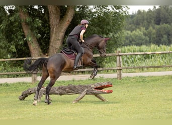 Beritt: Reiten wie es Pferde lieben 