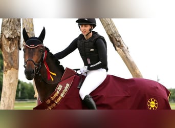 Carrière d'entraînement ou de réhabilitation disponible (à partir d'août) avec des conditions d'élev
