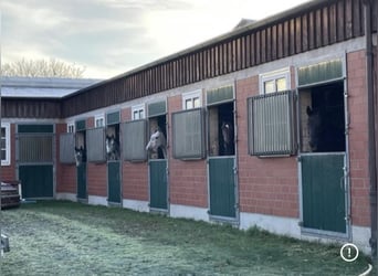 Carrière d'entraînement ou de réhabilitation disponible (à partir d'août) avec des conditions d'élev