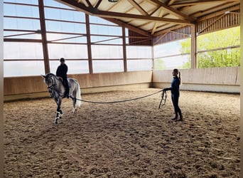 Cours d'équitation & débourrage