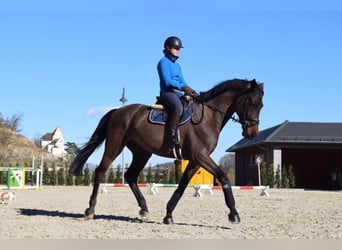 Cours d'équitation & débourrage