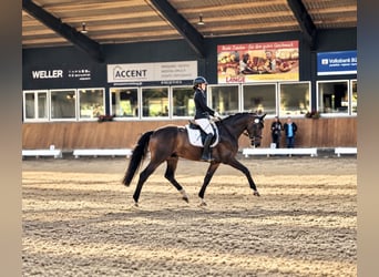 Débourrage / Dressage de jeunes chevaux / Travail sur chevaux ayant des problèmes