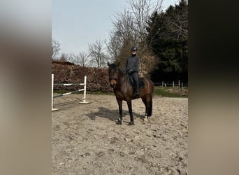 Dressage, jeunes chevaux, chevaux difficiles, correction, entraînement du jeune cheval