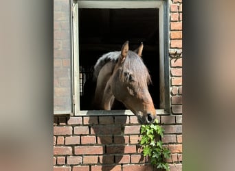 Dressage training / Breaking-in / Starting under saddle