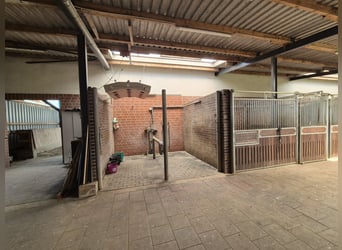 Dressage training / Marketing / Competition presentation (also available on consignment)