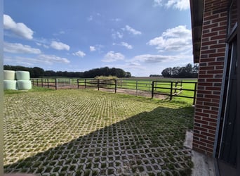 Dressage training / Marketing / Competition presentation (also available on consignment)