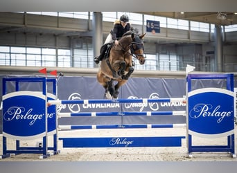 Entraînement de chevaux de sport, mise en selle de jeunes chevaux