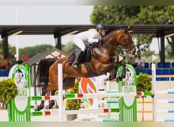 Entraînement de chevaux de sport, mise en selle de jeunes chevaux