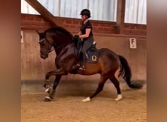 Entraînement en dressage jusqu'au niveau S***