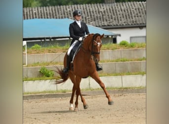 Entraînement en dressage jusqu'au niveau S***