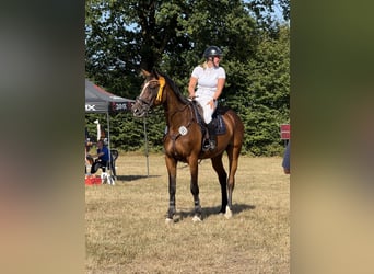 Entraînement pour le dressage, le saut d'obstacles et le concours complet