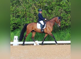 Entraînement pour le dressage, le saut d'obstacles et le concours complet