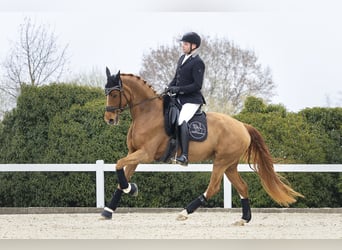 Espace de dressage supplémentaire disponible à partir de mai 2026