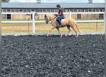 Formation et dressage de jeunes chevaux | Éleveuse équine | 10 ans d'expérience en élevage