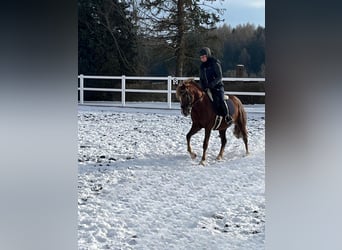 Formation et dressage de jeunes chevaux | Éleveuse équine | 10 ans d'expérience en élevage