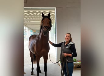 Formation et dressage de jeunes chevaux | Éleveuse équine | 10 ans d'expérience en élevage