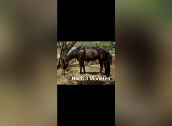 Montée / Correction offerte en juin et juillet