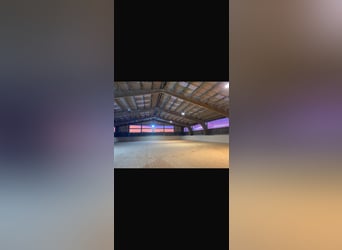 Nous avons une place disponible pour un débourrage ou un dressage en liberté !