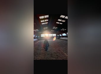 Nous avons une place disponible pour un débourrage ou un dressage en liberté !