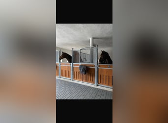 Nous avons une place disponible pour un débourrage ou un dressage en liberté !