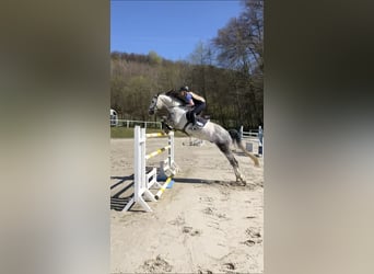 Ponies à monter, à former et petite cavalière légère (49 kg)