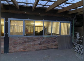 Professioneller und immer pro Pferd eingestellter Berittplatz 