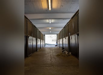 Professioneller und immer pro Pferd eingestellter Berittplatz 