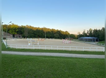 Professioneller und immer pro Pferd eingestellter Berittplatz 