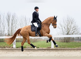 Travail en dressage dans le sud de Hambourg/Seevetal