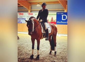 Travail en dressage dans le sud de Hambourg/Seevetal