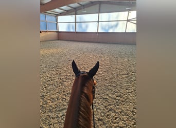 Travail en dressage dans le sud de Hambourg/Seevetal