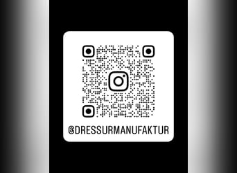 Travail en dressage dans le sud de Hambourg/Seevetal