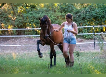 Travail en selle - Débourrage et chevaux de correction