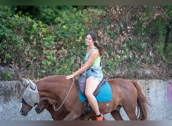 Travail en selle - Débourrage et chevaux de correction