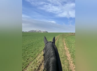 Travail et dressage – fiable, polyvalent et personnalisé