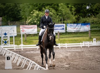 Travail et dressage – fiable, polyvalent et personnalisé