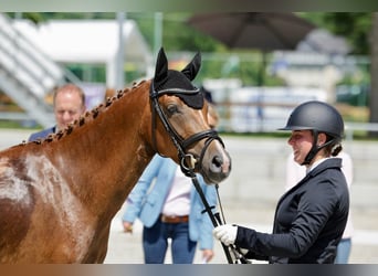 Travail et dressage – fiable, polyvalent et personnalisé