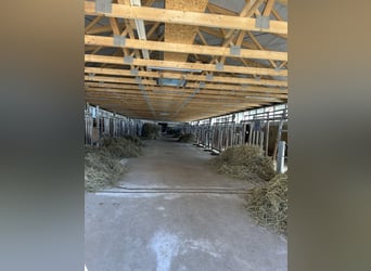 Travail et dressage – fiable, polyvalent et personnalisé