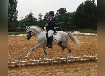 Travail et dressage – fiable, polyvalent et personnalisé