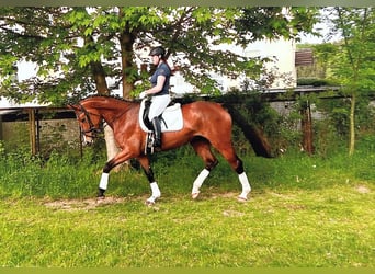 Travail et dressage – fiable, polyvalent et personnalisé