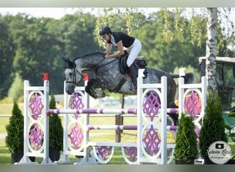 Vielseitiger Beritt / Anreiten von Sport & Freizeitpferden 