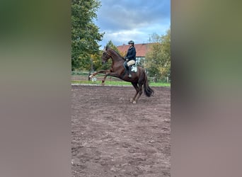 Ängste beim Reiten abbauen – mit Falltraining 27.06.26 oder ganzes Wochenende