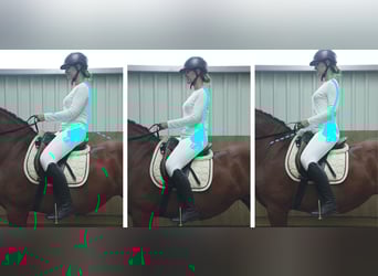 Biomechanisch korrektes Reiten – Reiter/Pferd 20.06.26 auch mit Übernachtung/Reitstunden