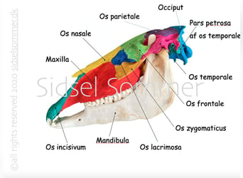 Craniosakrale Therapie, Einsteigerkurs, Jengen, Allgäu