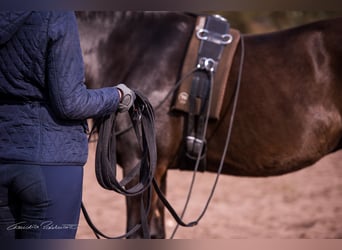 Doppellonge für Anfänger ganzjährig Kurse