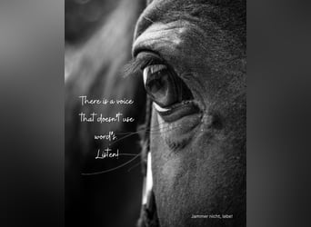 Ihr Pferd hat ein Trauma?