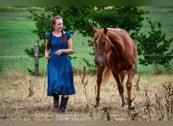 Kurs 29.03.25 Bodenarbeit/ Kommunikation/ natural Horsemanship